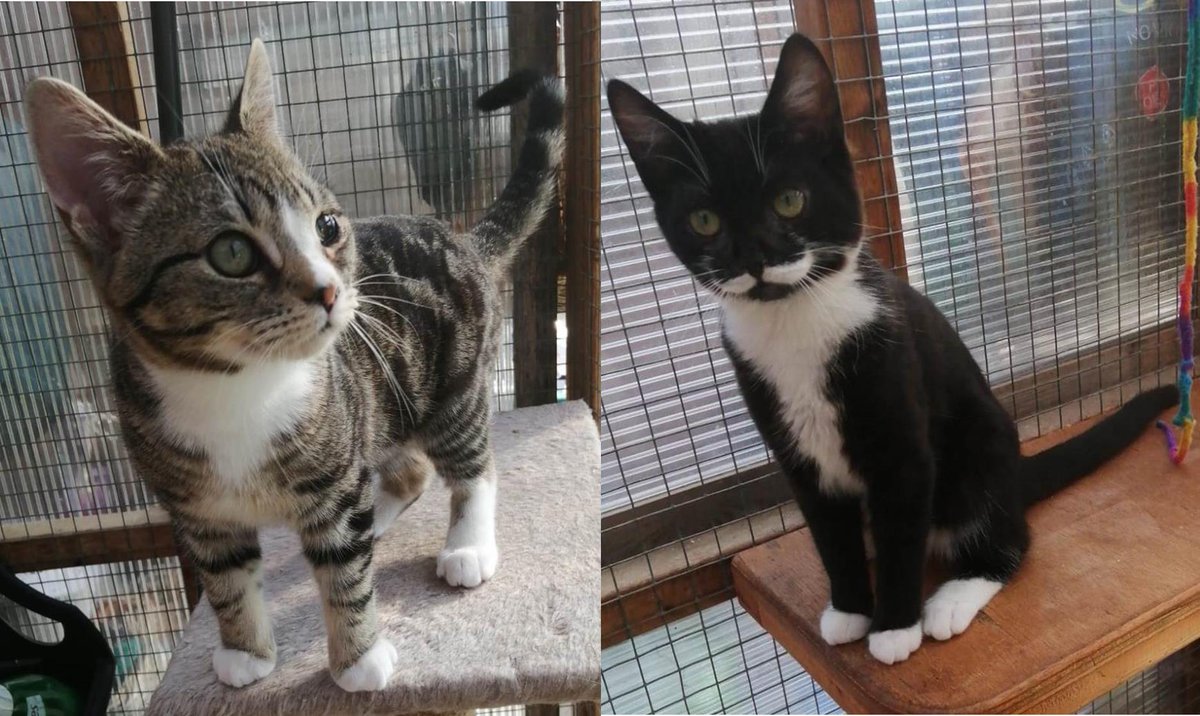 LITTLE WAIFS Hebe and Hedley are waiting for a loving home. They are just 5 months old and are available now! You can read more at cats-rolvendenrescue.org/adopt-kittens.…