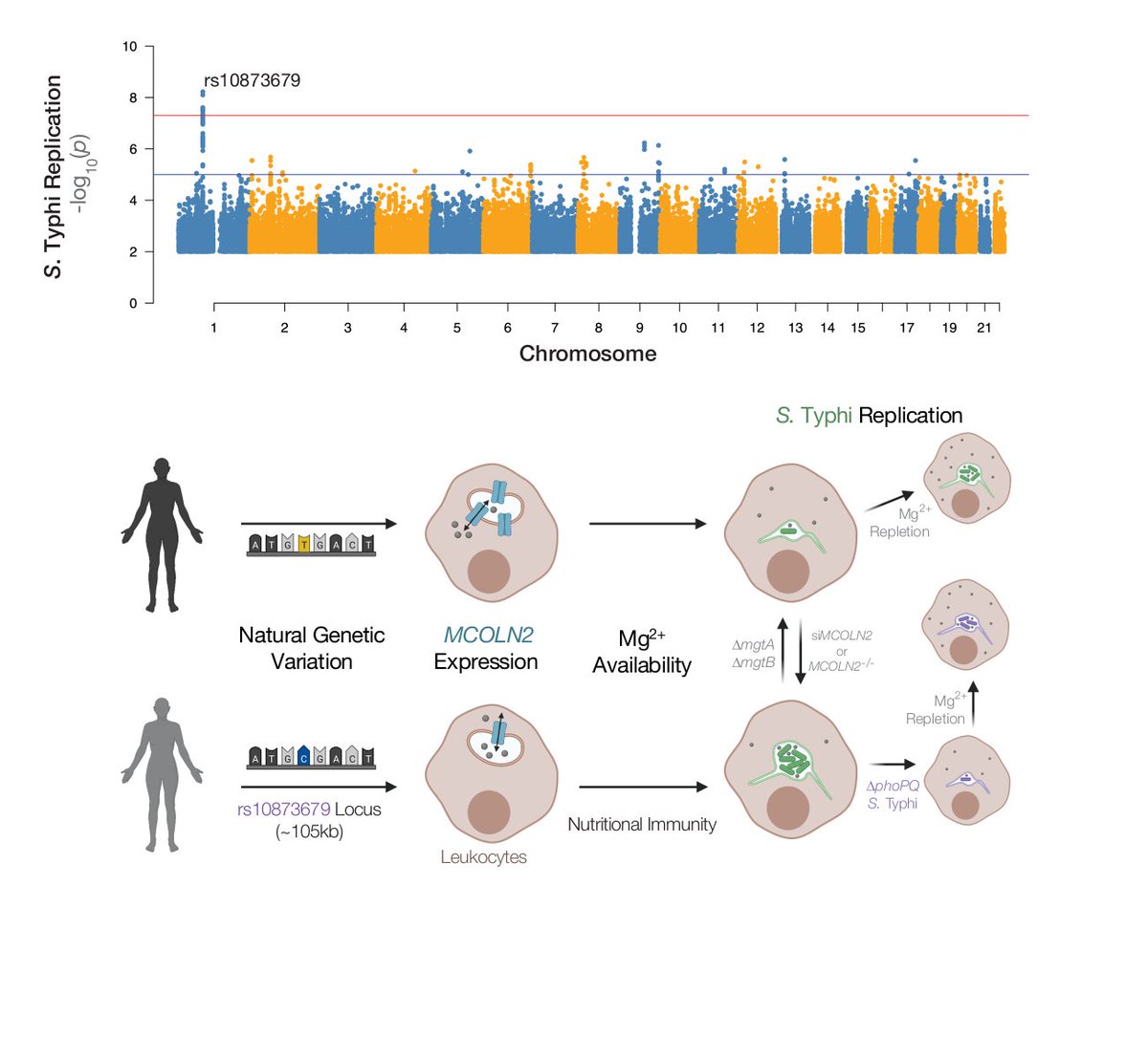 Dennis Ko (@denniskohihost) on Twitter photo Our latest preprint: human genetics meets nutritional immunity! Hi-HOST on 961 LCLs reveals MCOLN2 cation channel restricts Salmonella typhi replication by Mg2+ deprivation. 16 years in the making. Thanks <a href="/KyleDGibbs/">Kyle D. Gibbs</a> <a href="/wallacewly/">Liuyang Wang</a> +team for getting us here biorxiv.org/content/10.110⦠Our latest preprint: human genetics meets nutritional immunity! Hi-HOST on 961 LCLs reveals MCOLN2 cation channel restricts Salmonella typhi replication by Mg2+ deprivation. 16 years in the making. Thanks <a href="/KyleDGibbs/">Kyle D. Gibbs</a> <a href="/wallacewly/">Liuyang Wang</a> +team for getting us here biorxiv.org/content/10.110ā¦