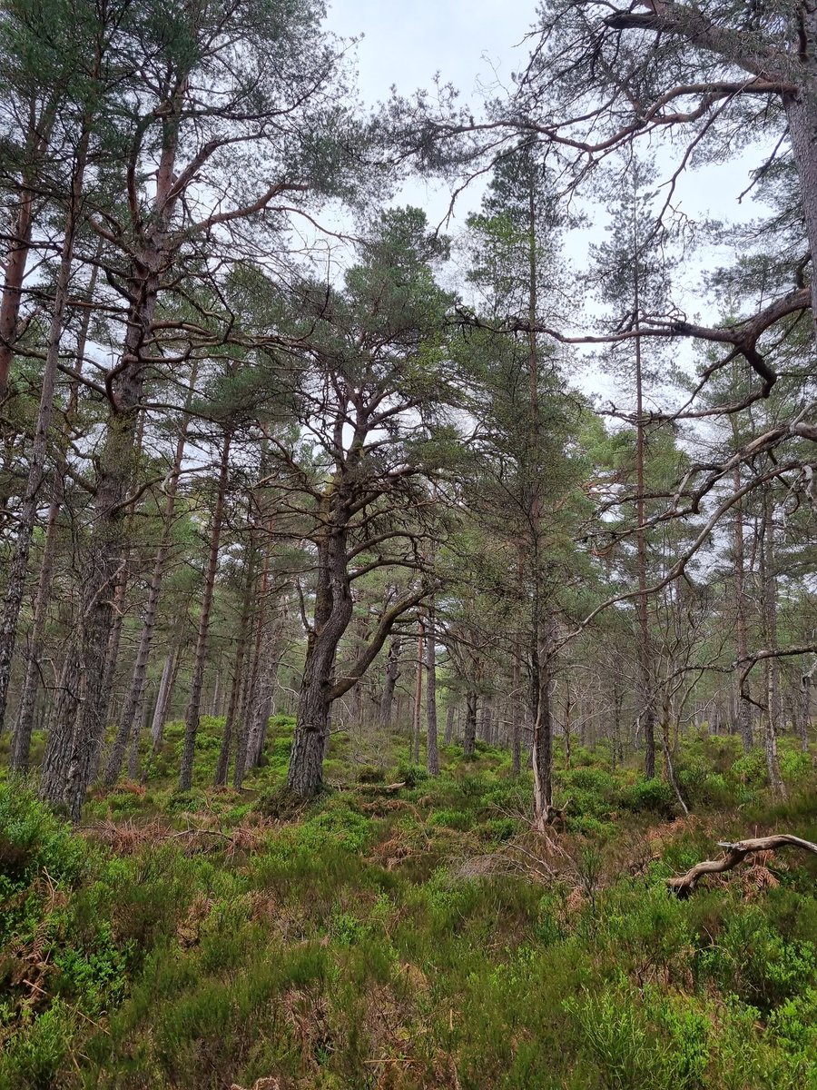 DrClaireHolt's tweet photo. Day 3 NSF Study Tour 2022. First year students went to visit the Black Woods of Rannoch. Thanks to Rob Coope and FLS ranger Emily for showing us around. @CumbriaUni @UoCNSF @ForestryLS https://t.co/ogMcBDrhRn