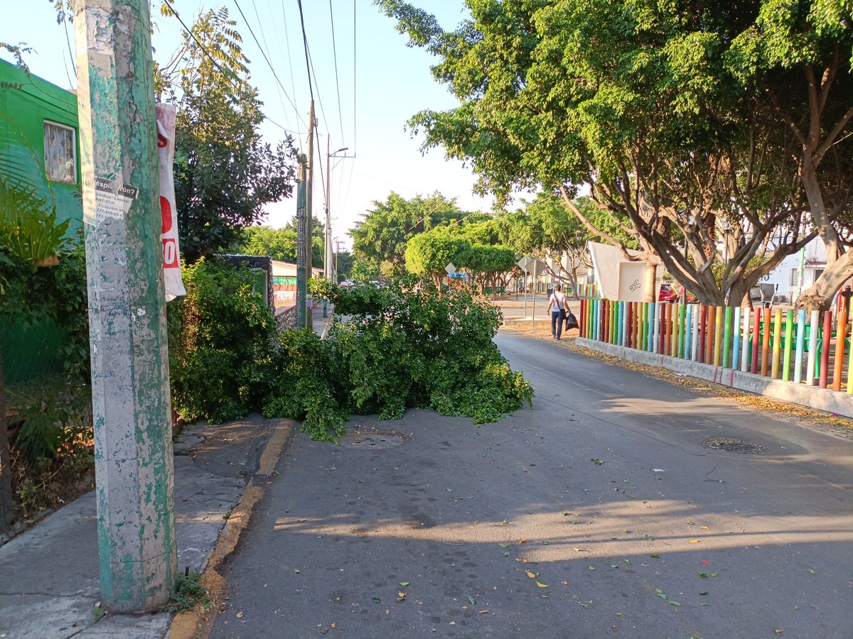 frescool's tweet photo. @jluriosteguis buen día, una rama en av. Teopanzolco que se desprendió con el viento de anoche. https://t.co/Qn9gwbXFAm