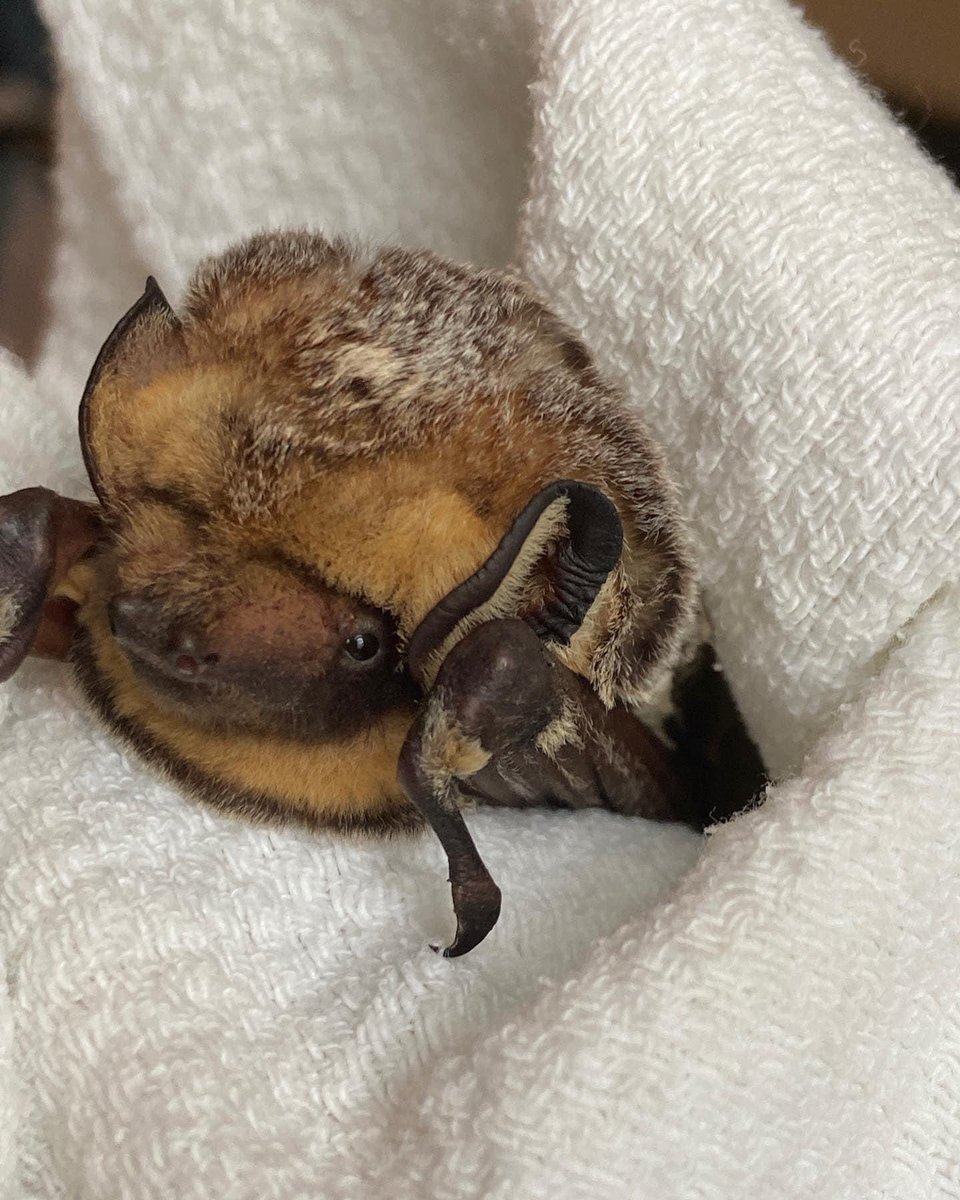 pabatrescue's tweet photo. This beautiful floof was transferred to us from another wildlife rehabilitation center. She was found grounded in driveway, unable to fly. She is doing well and will be placed in our pre-release flight enclosure after the first group of big brown bats are released. https://t.co/lDUQGRZAM9