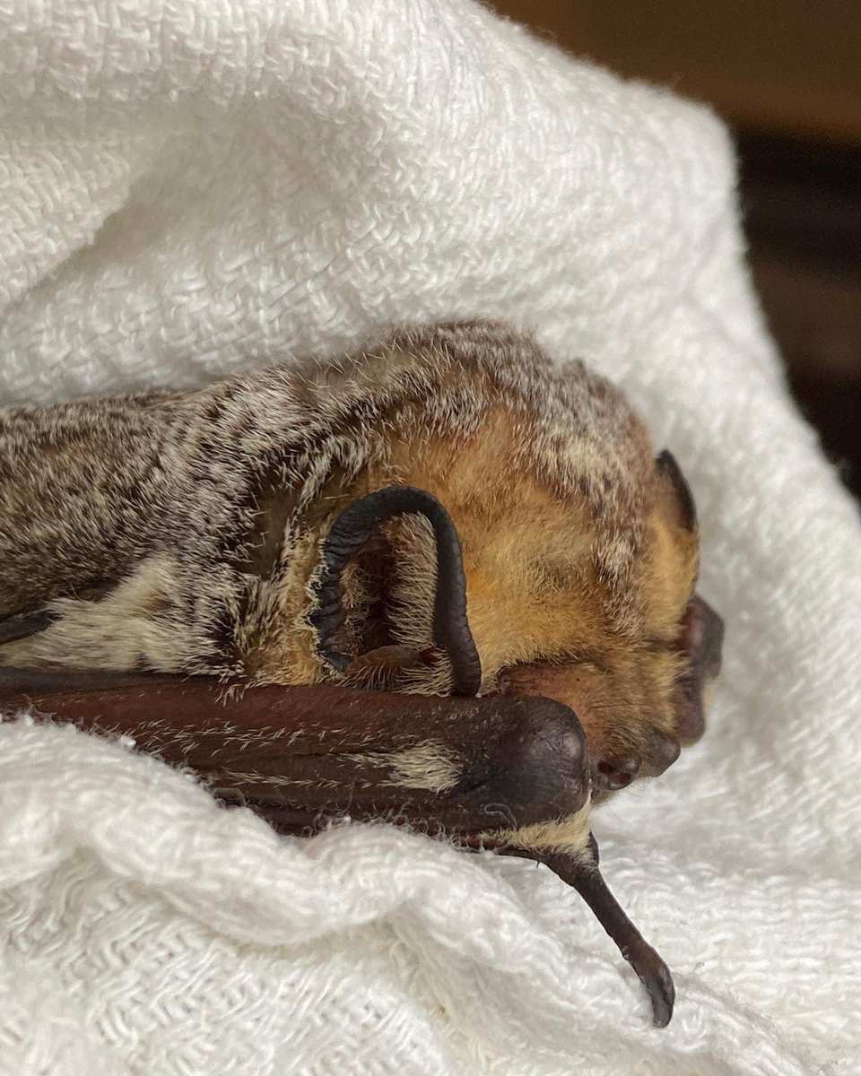 pabatrescue's tweet photo. This beautiful floof was transferred to us from another wildlife rehabilitation center. She was found grounded in driveway, unable to fly. She is doing well and will be placed in our pre-release flight enclosure after the first group of big brown bats are released. https://t.co/lDUQGRZAM9