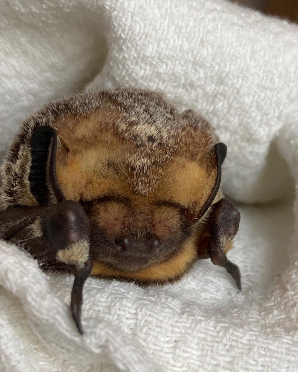 pabatrescue's tweet photo. This beautiful floof was transferred to us from another wildlife rehabilitation center. She was found grounded in driveway, unable to fly. She is doing well and will be placed in our pre-release flight enclosure after the first group of big brown bats are released. https://t.co/lDUQGRZAM9