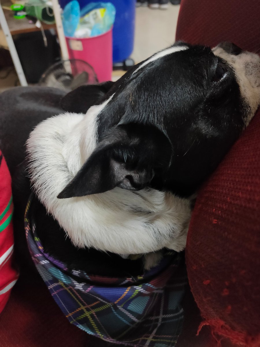 Miranda_Hung's tweet photo. 😴 napping is always so great. https://t.co/uCyfZvG0Dy