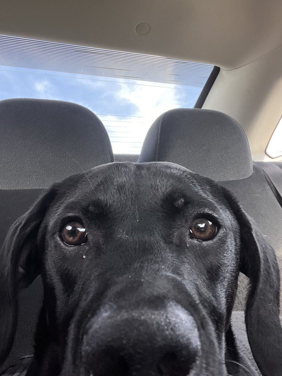 jaceywilly's tweet photo. pov: ur getting a FaceTime call from the goodest boy ever https://t.co/hUv5Uktksv