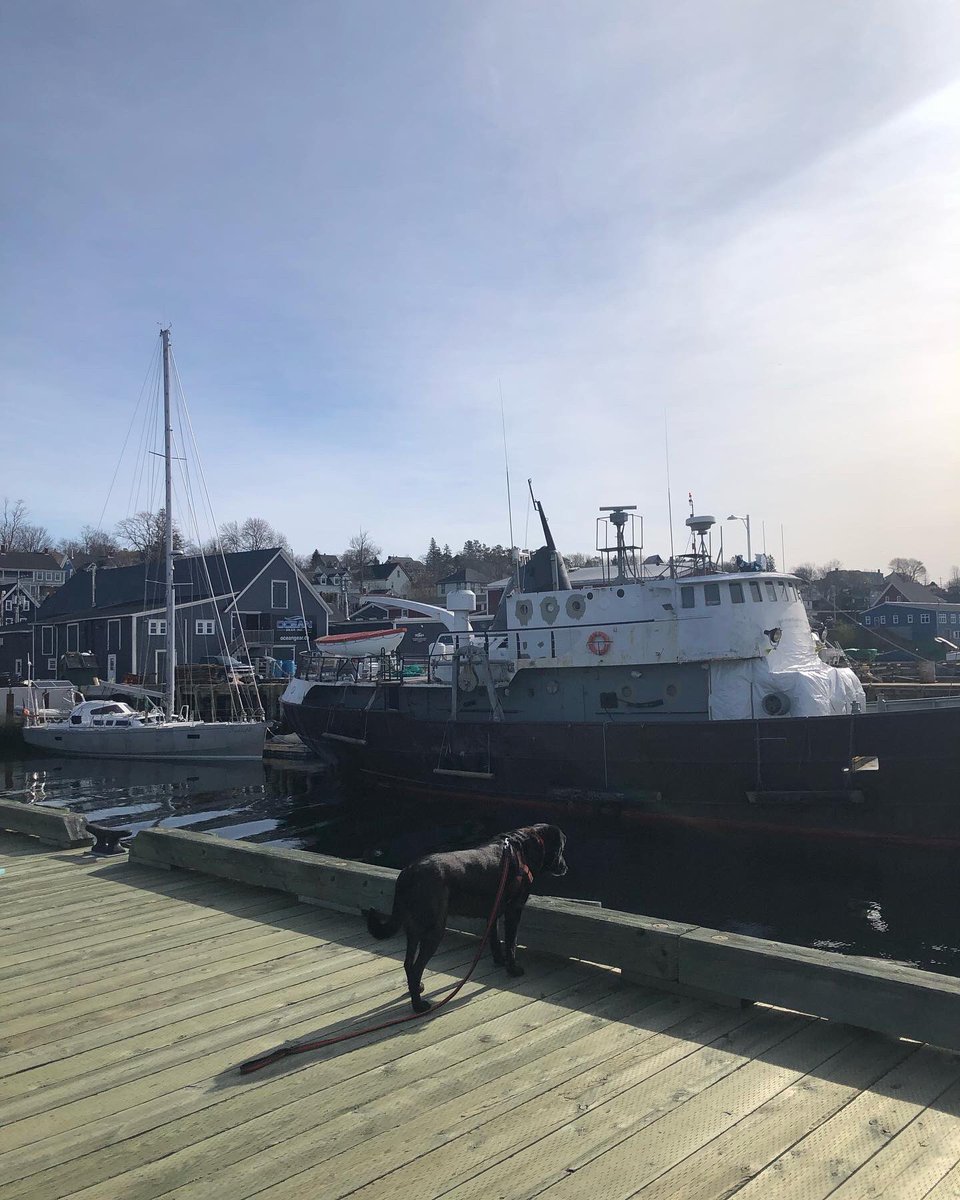 ArchieArchibal6's tweet photo. Lunenburg this morning- #dog #dogsoftwitter #DogsofTwittter #lunenburg #labs #hfxdogs https://t.co/spmAZkcaGY