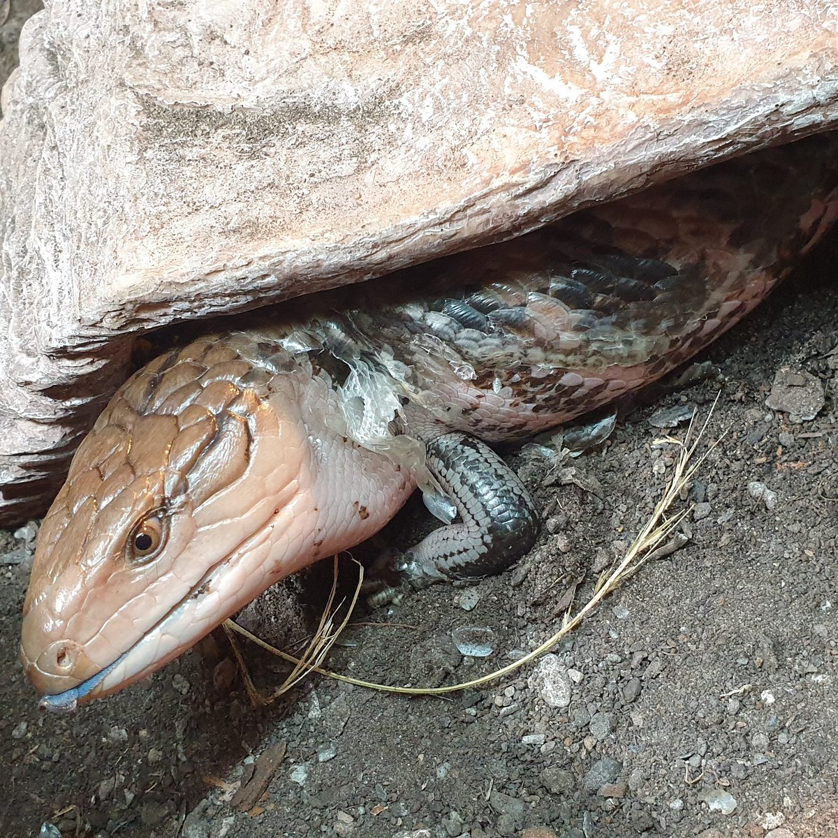 SOUVIEBTS's tweet photo. Inspiration dry/
Blocks on creativity/
Cuteness is the cure.
#reptile #bluetongueskink #haiku #reptiles #petpoetry #poem #bioactive #cobblepath #officeskink https://t.co/Dyi4u9iHZ0