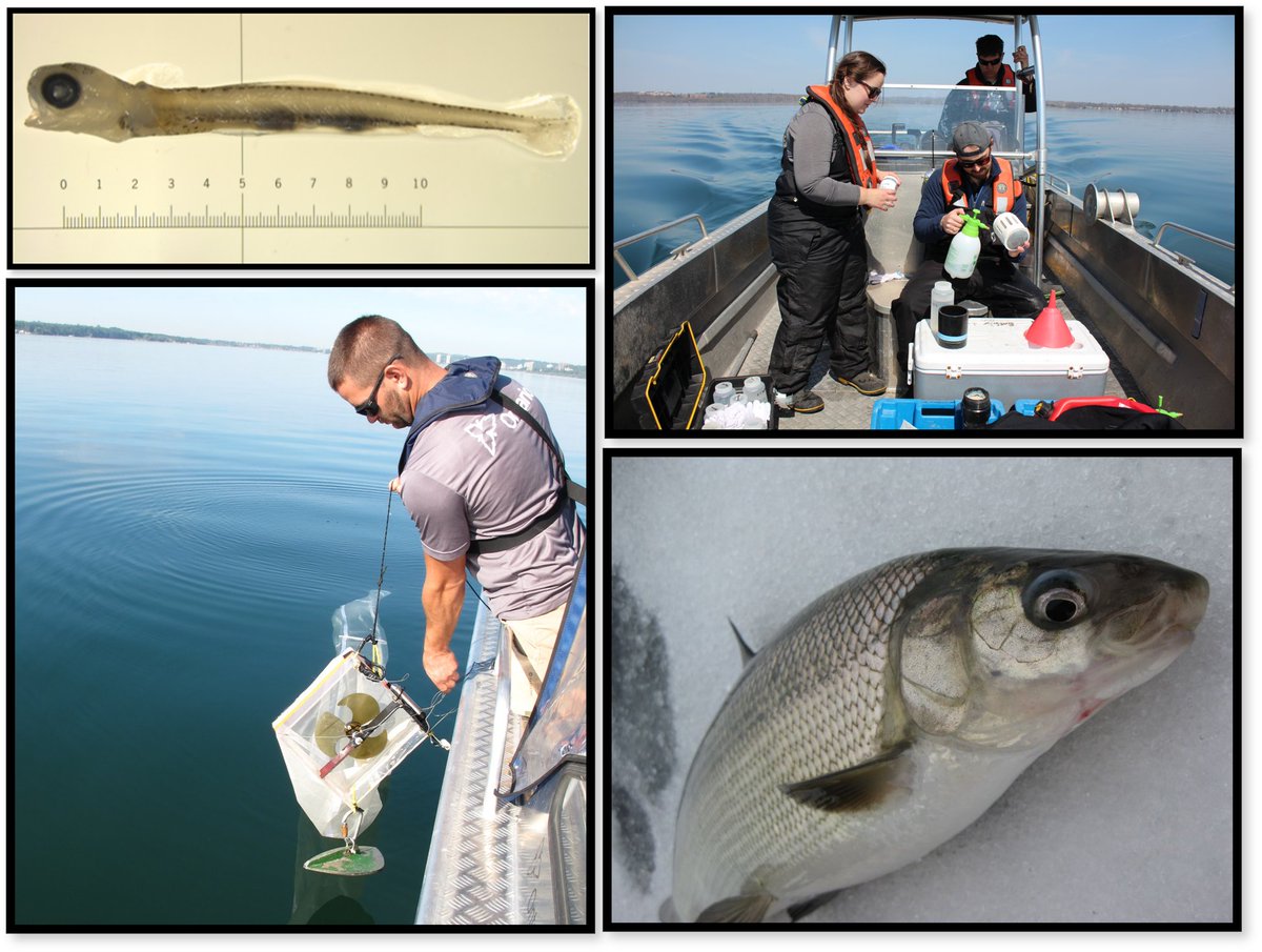 MSc or PhD position available in my lab at <a href="/TrentUniversity/">Trent University</a> to study larval fish ecology and fisheries recruitment in large lake ecosystems. Please email me (erin.dunlop@ontario.ca) for information on how to apply.