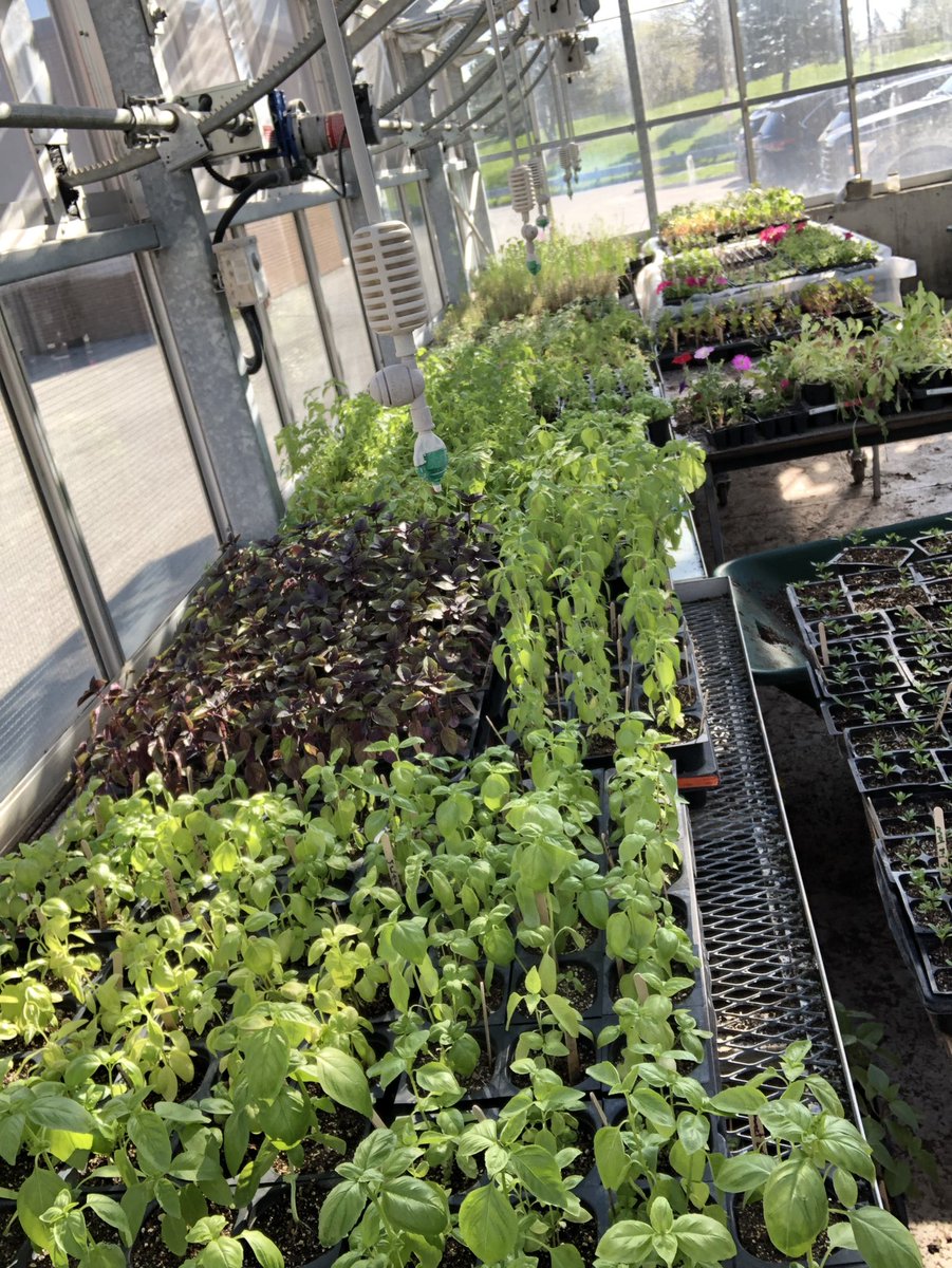 Y90195725Young's tweet photo. Montcalm’s annual plant sale is back!!! Fri May 13 from 9 to 3 and Sat May 14 from 12 to 3. Lots of Annuals, Herbs and Veg’s available for purchase!! @MontcalmCougars https://t.co/57JZbMzO2R