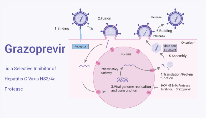 MedChemExpress's tweet photo. #Grazoprevir (MK-5172) is a selective inhibitor of #Hepatitis C virus #NS3/4a protease with broad activity across genotypes and resistant variant. Grazoprevir inhibits SARS-CoV-2 #3CLpro activity. #drugdiscovery. https://t.co/qXZylAEWDs https://t.co/wQvdQ0g3ag