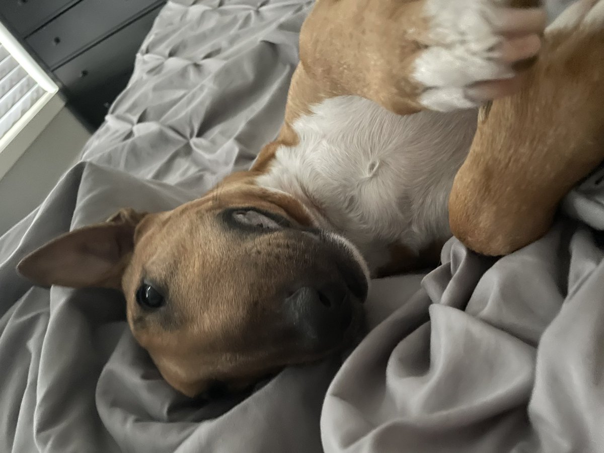 AugustusTheMini tweet media