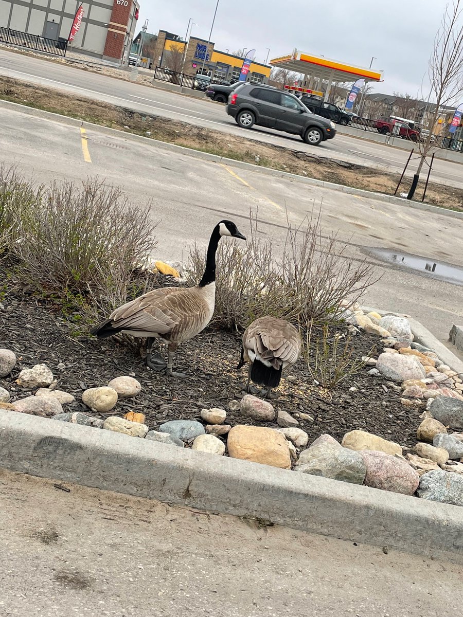 MichelleBailey1's tweet image. Welcoming committee 😂😂😂 #pizzagirl #NewJob #notafraidofhardwork