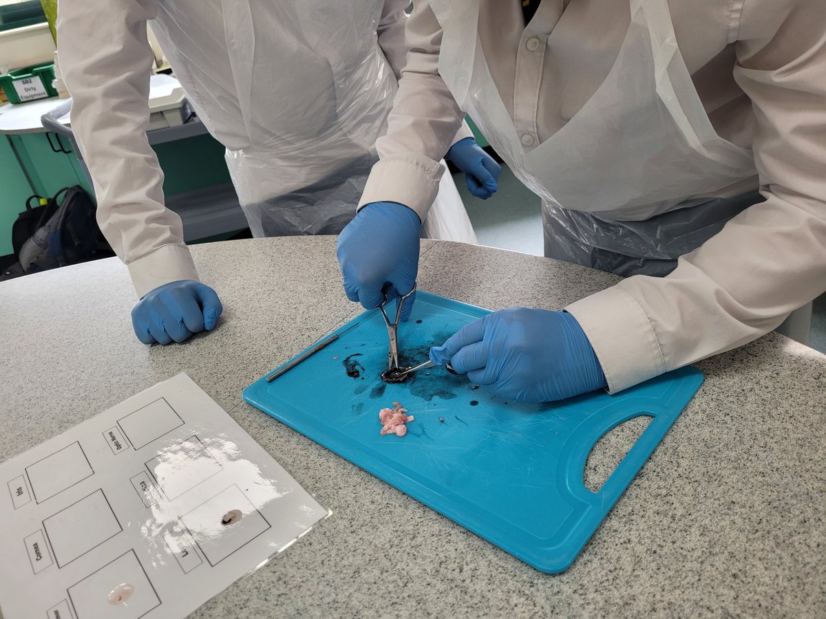 9O have done an eye dissection today #biology #theeye