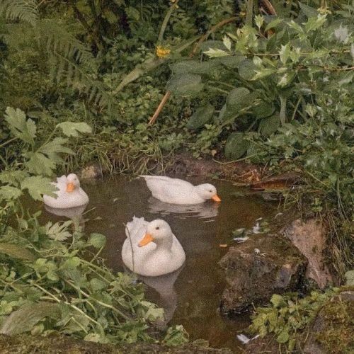 davidgdem's tweet photo. Alguna vez has cometido crímenes de guerra en la antigua Yugoslavia? (. ❛ ᴗ ❛.) https://t.co/0QMNbZXS0m