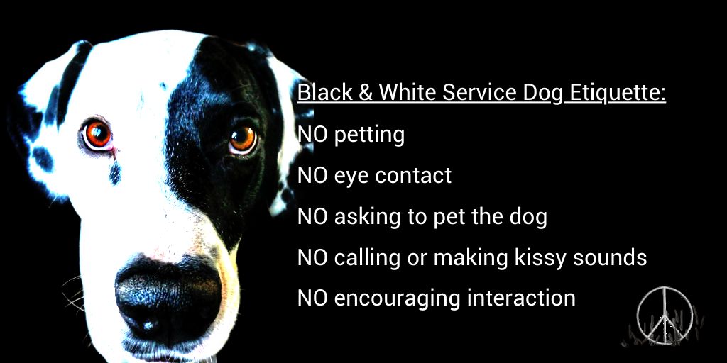 SelenaCaamano's tweet photo. The job a #ServiceDog is doing may not be obvious, such as;

🔘Seizure Alert
🔘Heart Alert
🔘Insulin Alert
🔘Traumatic Brain Injury assistance

Distraction can cause them to miss an alert, which may result in a life-threatening situation for their handler.
🐕‍🦺#ServiceDogPEACE☮️ https://t.co/HNhdGYlp4D