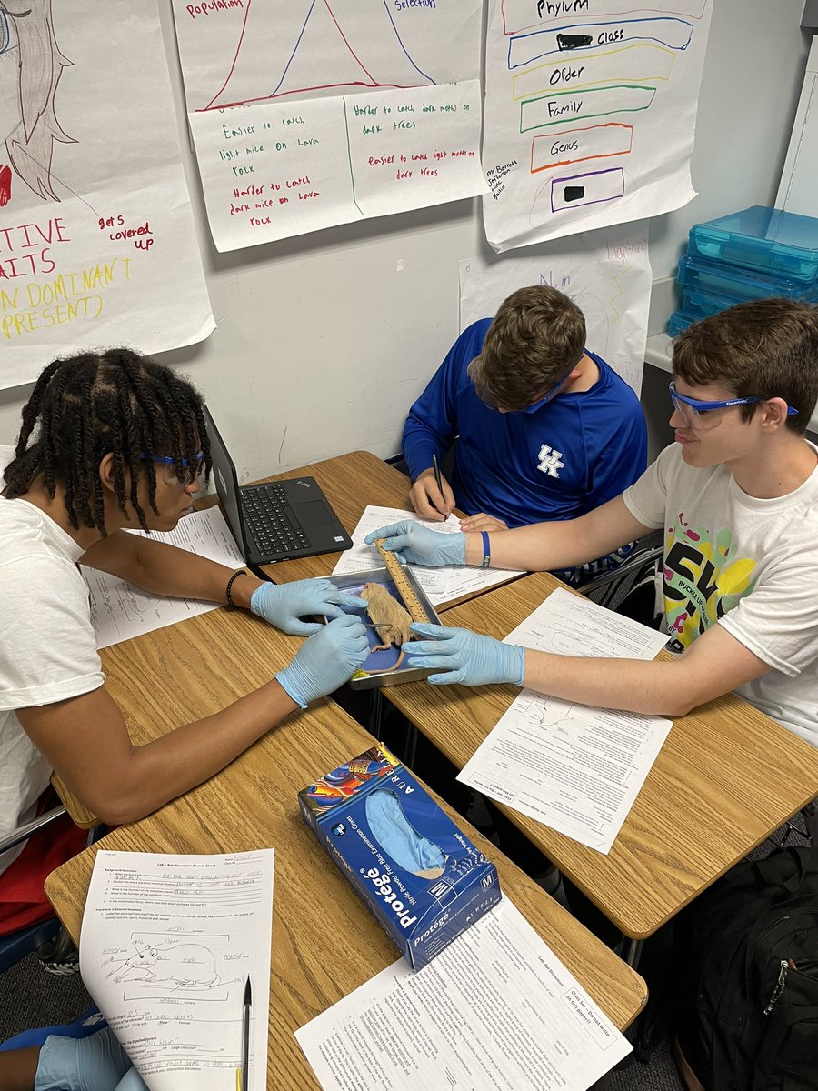 FBarrettscience's tweet photo. Rat dissection day 1!Measuring and identifying the exterior features. @KCHStigers @KleinISDscience @KleinCollins https://t.co/Pu6QixM8vJ