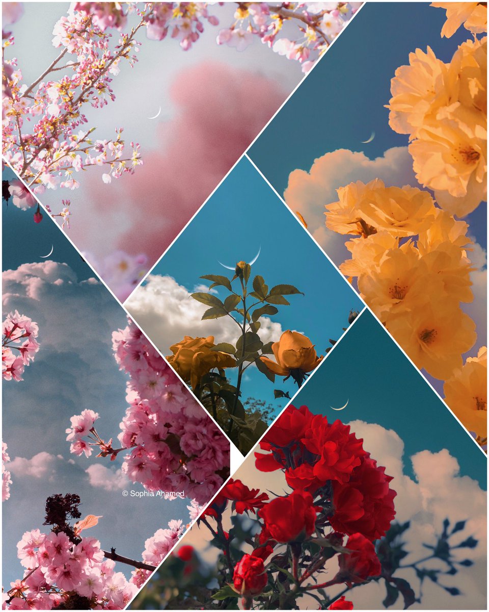 sophiaahamed's tweet photo. Gm Twitter. Floral palettes to start the week ✨ https://t.co/TBbuhf6IVO