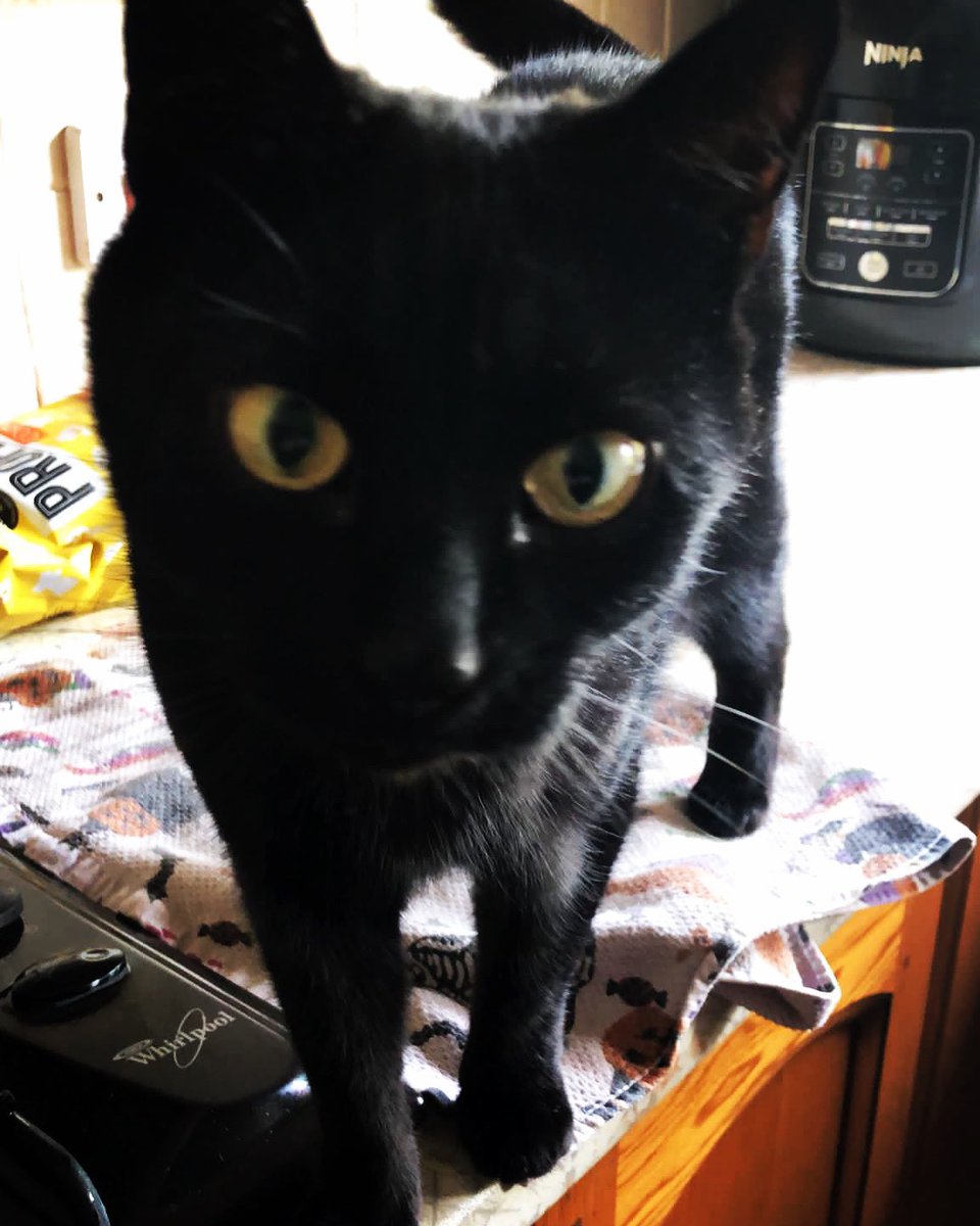 rosebudandraven's tweet photo. My mum has been feeding the cats whilst we’ve been away. This morning she was a couple of hours late because she was picking up our click and collect shop. Magic is not impressed with this service, she’d like to speak to a manager 😂

#blackcats #magic #catkaren https://t.co/4MGhpDmQ1h