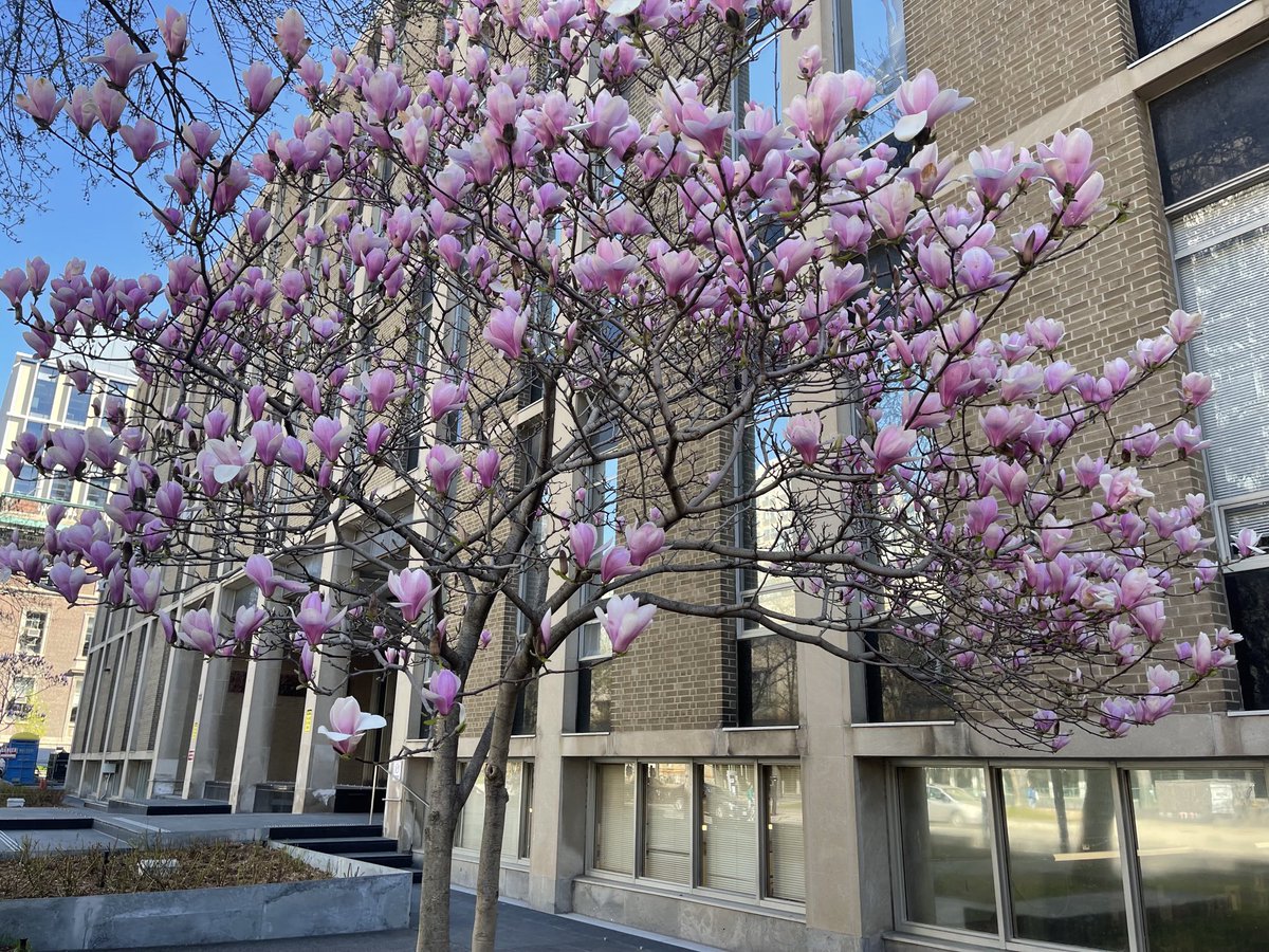Spring may be my favourite time to work ⁦⁦<a href="/UofT/">University of Toronto</a>⁩. ⁦<a href="/uoftengineering/">University of Toronto Engineering</a>⁩ you never looked so good!