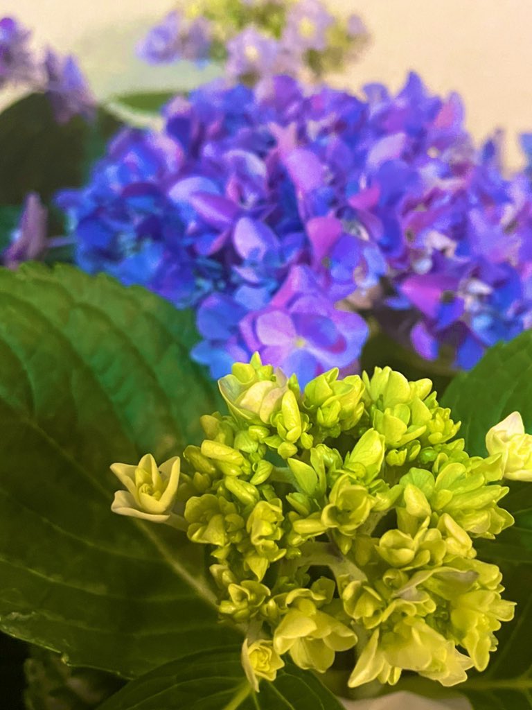 catlady_s's tweet photo. 金、土、日の3日間、お花屋さんで、母の日のお手伝いしました。ご褒美に立派な紫陽花✨をいただきました✨
#母の日お手伝い
#お花屋さん
#Fleu' d KAR I N https://t.co/Ee8lFhpHAX