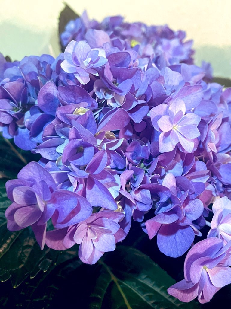 catlady_s's tweet photo. 金、土、日の3日間、お花屋さんで、母の日のお手伝いしました。ご褒美に立派な紫陽花✨をいただきました✨
#母の日お手伝い
#お花屋さん
#Fleu' d KAR I N https://t.co/Ee8lFhpHAX