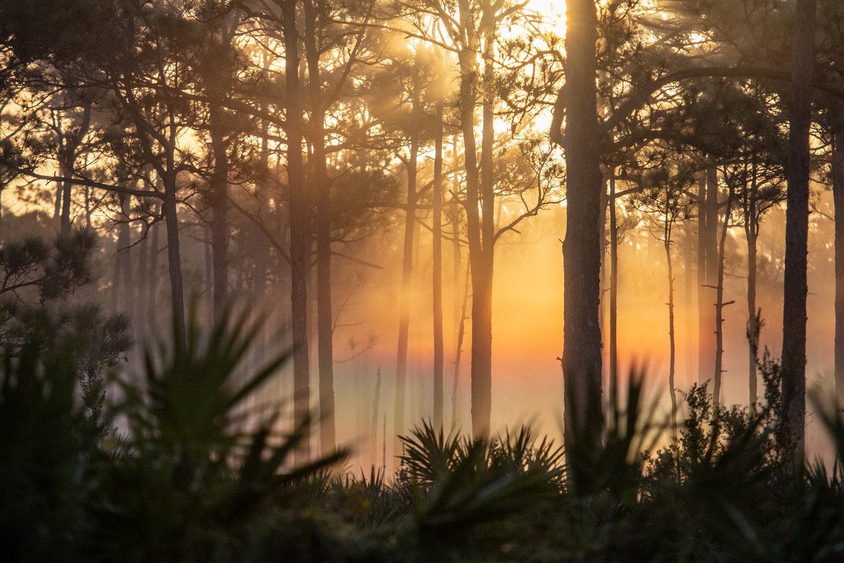 livewildlyfl's tweet photo. What does #sunshine on a cloudy day remind you of? Florida makes us feel this way. Dip your toes in the water and leave your head in the clouds. 

Explore the magic of the Florida Wildlife Corridor using our interactive map at: https://t.co/JQGTawsMtb. 

#LiveWildlyFL https://t.co/xVbAqImDv8