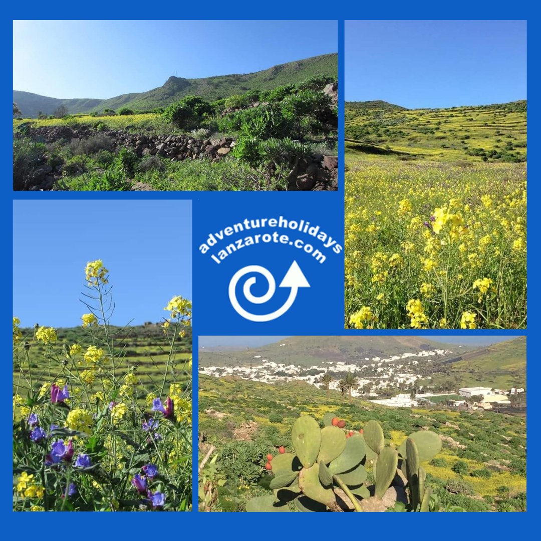 LanzaroteFun's tweet photo. Lanzarote in bloom is a beautiful sight!
If you haven't seen the island in bloom yet, book your stay with Adventure Holidays Lanzarote and experience the island in all it's beauty.
https://t.co/lP3pDmVRP7
#lanzarote #holidays #travel #canaryislands #AdventureHolidaysLanzarote https://t.co/raeDB0PLYy