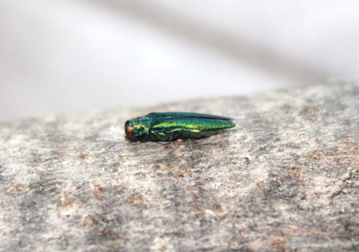 InvSp's tweet photo. In May to July, emerald ash borer (EAB) adults emerge from the bark of ash trees, creating D-shaped exit holes. Help prevent the spread of EAB to reduce long-term impacts:

- Learn how to identify EAB
- Don't move firewood
- Report sightings

Learn more:  https://t.co/f0cTodwrFD https://t.co/6YWYKFaAgW