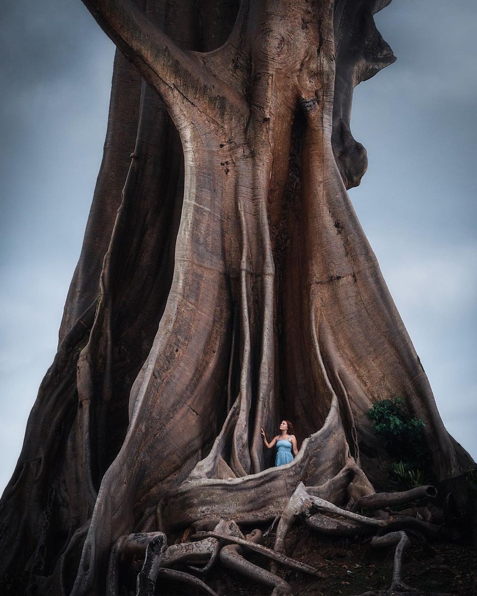 fly_grn's tweet photo. This fascinating Kayu Putih Ancient Tree is a giant tree in Tabanan that towers over everything else around it. 🌳

According to locals, it is over 700 years old and 50 meters tall. https://t.co/bmy8NeorEw

Picture by @jordhammond

#bali #indonesia https://t.co/MAloELQi3S