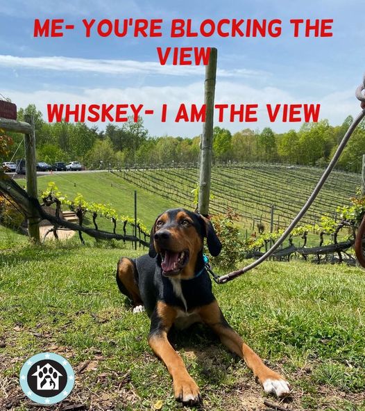 Whiskey is such a sweet boy and will instantly love you, especially if you give good belly rubs! 🐾
More here- ophrescue.org/dogs/11304
#dogsoftwitter #hound #shepherd #adoptme