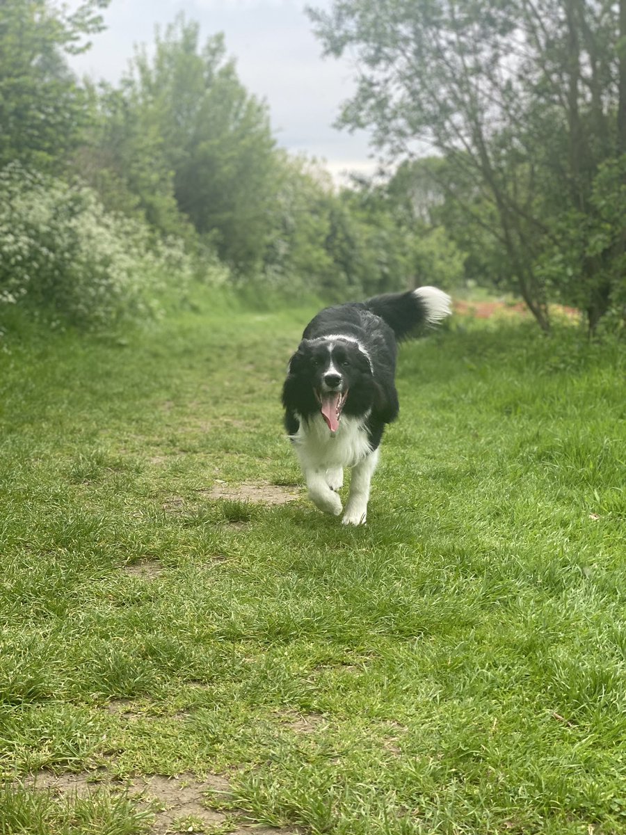 AliyKeys81's tweet photo. Loving the sunshine! ☀️☀️🐾 #bordercollie #borderpride #myteddybear #sunnydays https://t.co/4hWNioIQ9b
