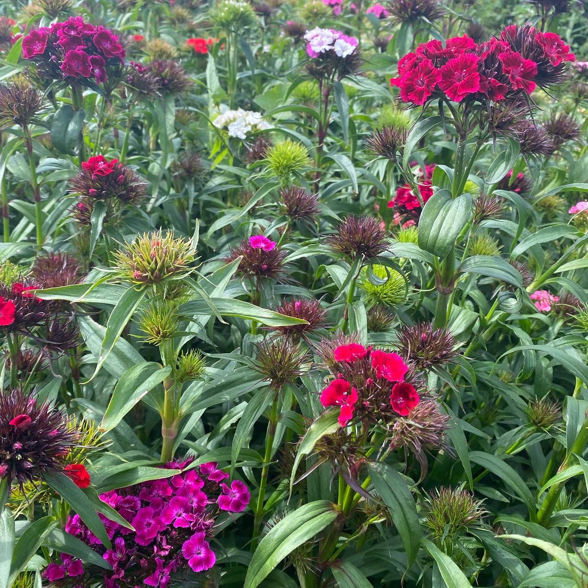 NAYLOR FLOWERS Ltd tweet media