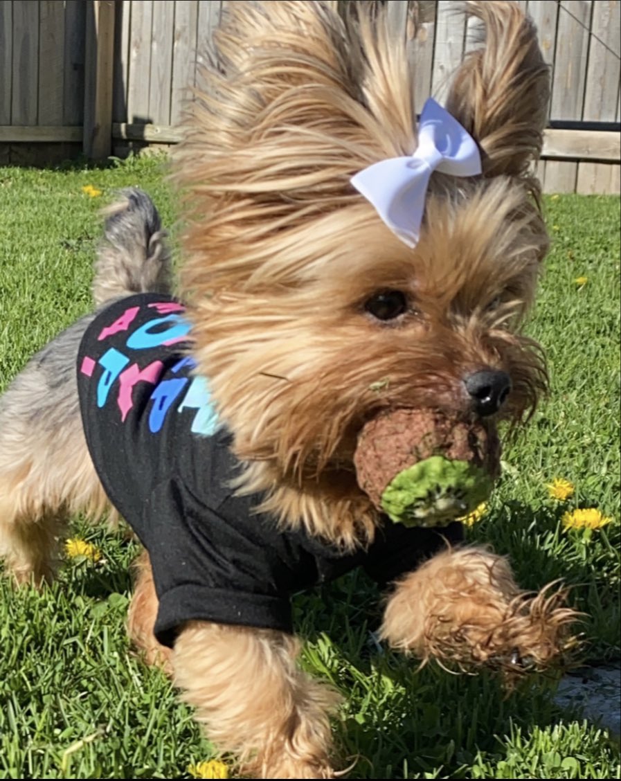 LondynRose1014's tweet photo. I got a new toy in my PupBox that Iโm obsessed with! If anyone has 1 they donโt want please let my human buy it from you! #kiwi #pupbox #yorkie #DogsofTwittter #dogsoftwitter #dogsofinstagram #cute #love #DogLover #Doglove #puppylove #dog #dogs #cutedogs #cutedog https://t.co/7r5Af053ac