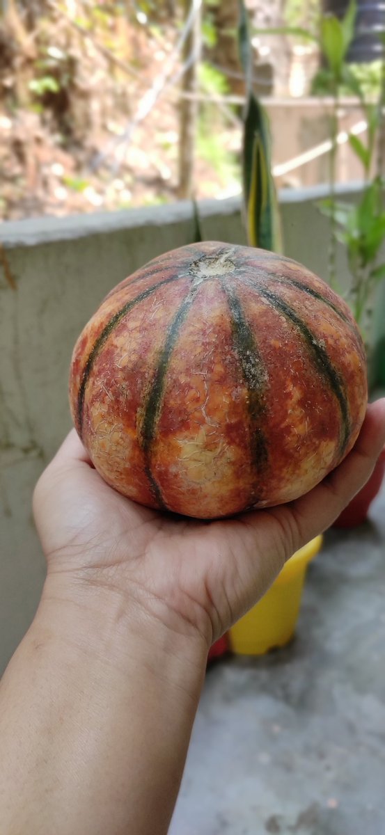 MoranNaina's tweet photo. Guess the fruit?
#ripefruit #GuessWhat https://t.co/gCoK5pEknr