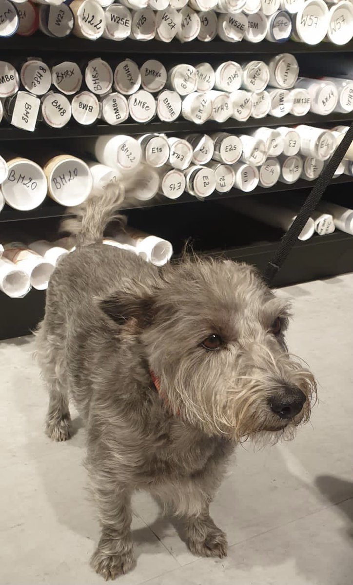 StanfordsTravel's tweet photo. Thanks for visiting Stanfords Bella ❤️🐶❤️ #dogsinshops #dogfriendlyLondon #dogfriendlybookshop https://t.co/NYGeekprLu