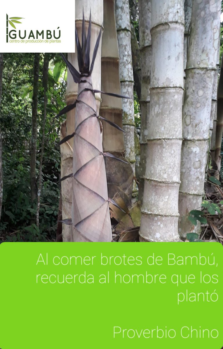BambuserosEC's tweet photo. Disponibles 400 plantas Bambú gigante (Dendrocalamus asper)🎋🎋🎋.     El bambú planta multiproposito de 10.000 usos (protección de microcuencas, alimentación, laminados, casas, artesanías dulces y otros)👉🌾.

Adquiere tus plantas 0994482278.
 
Ing. Juan Carlos Salazar 🧑‍🌾🧑‍🌾🧑‍🌾 https://t.co/dZCFPfVF7r