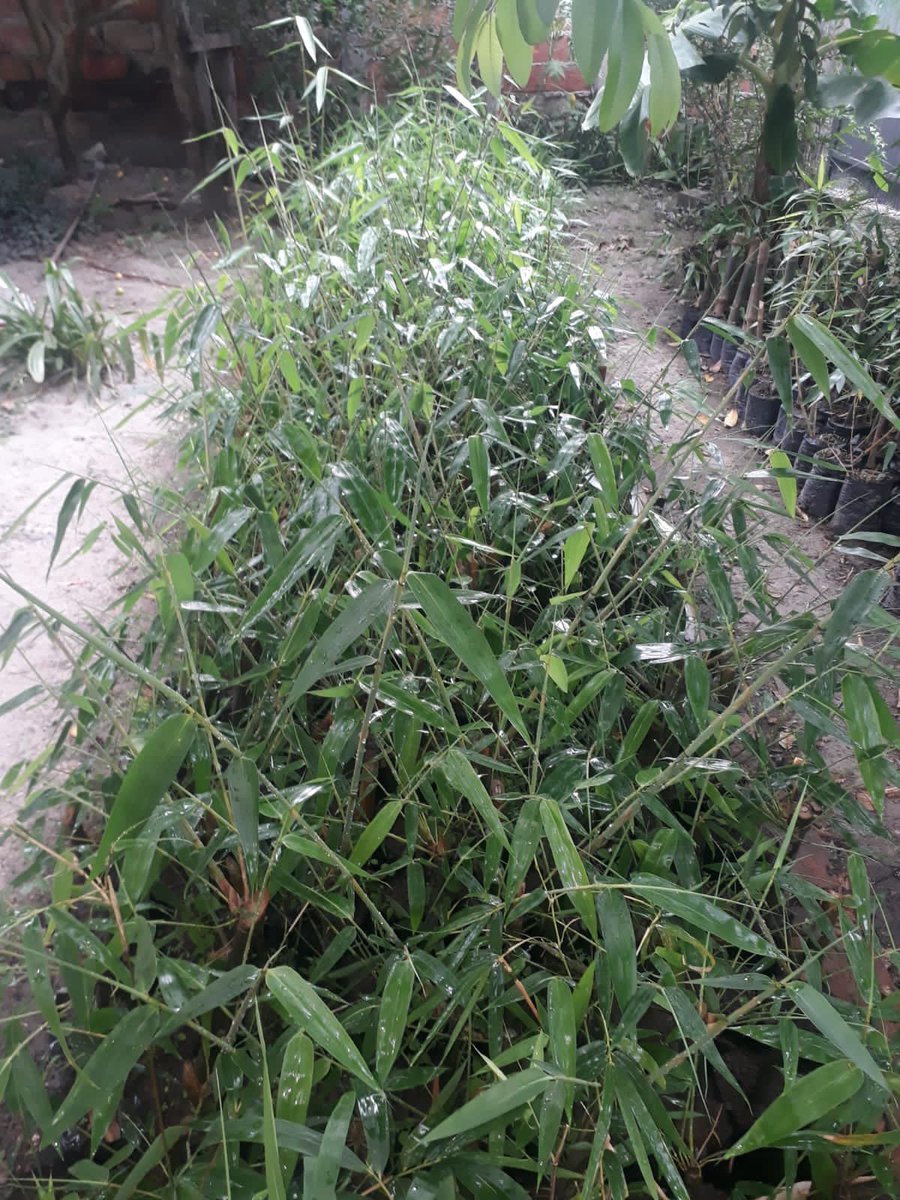 BambuserosEC's tweet photo. Disponibles 400 plantas Bambú gigante (Dendrocalamus asper)🎋🎋🎋.     El bambú planta multiproposito de 10.000 usos (protección de microcuencas, alimentación, laminados, casas, artesanías dulces y otros)👉🌾.

Adquiere tus plantas 0994482278.
 
Ing. Juan Carlos Salazar 🧑‍🌾🧑‍🌾🧑‍🌾 https://t.co/dZCFPfVF7r