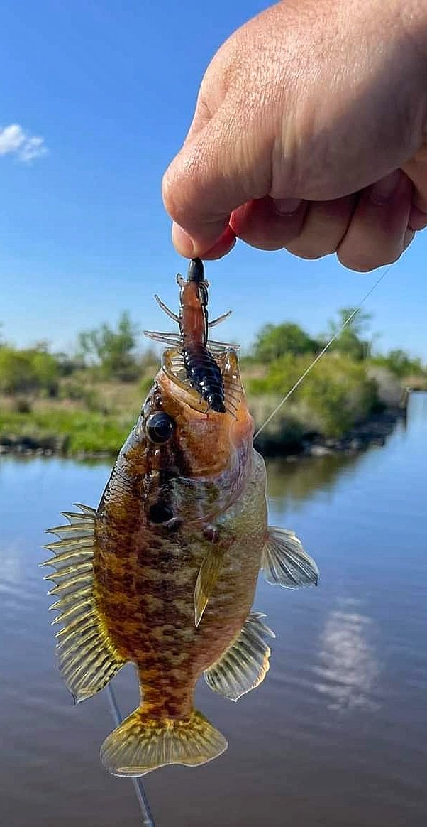 NikkoBaits tweet media