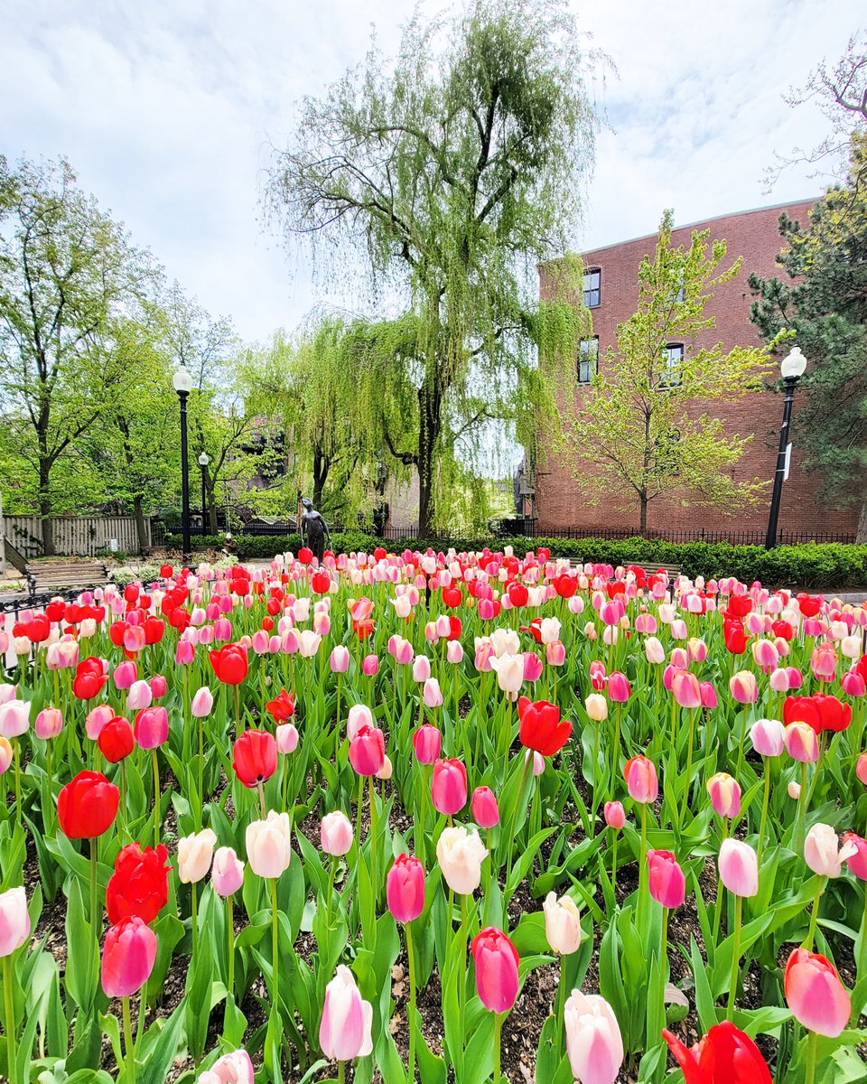 OnlyInBOS's tweet photo. A sea of tulips are blooming in the South End.

❤ https://t.co/luKAiDadlZ