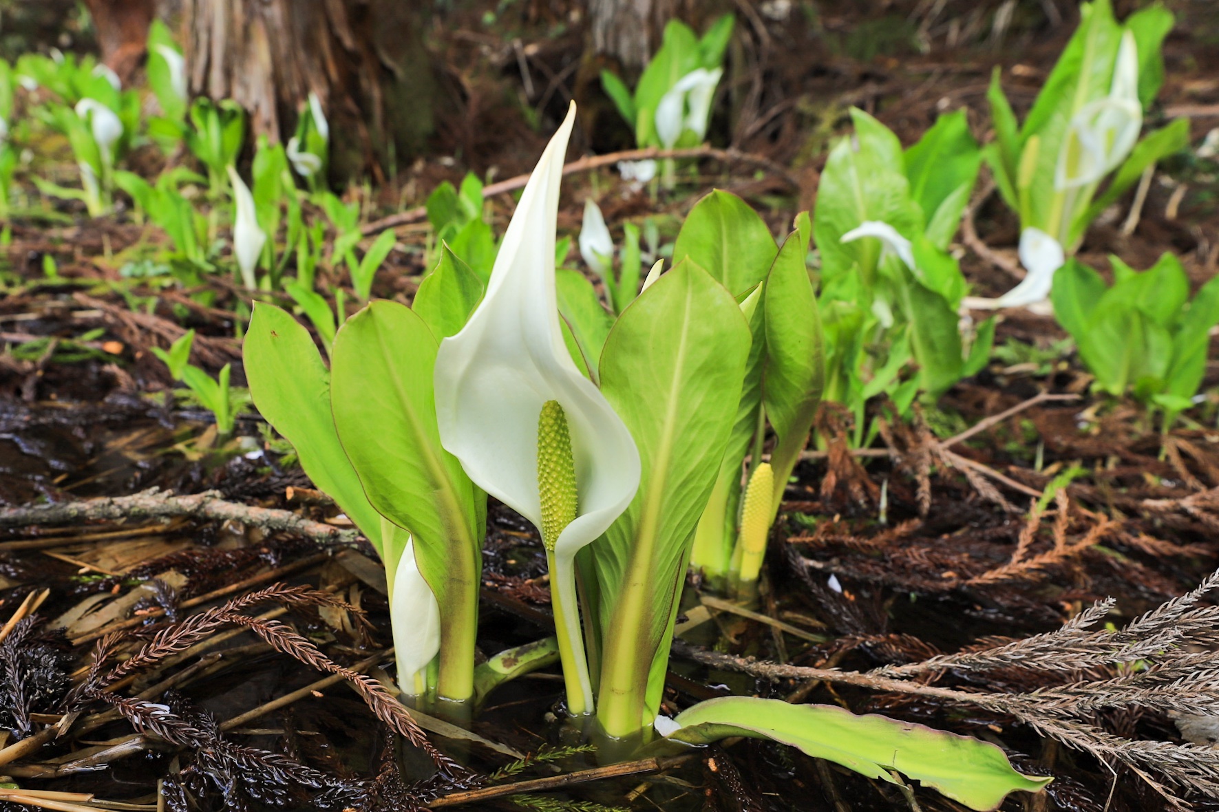 大蔵村 公式 水芭蕉が見頃です 桜の季節は過ぎ去ってしまいましたが 色々な植物が楽しめる時期がやってきます 湿地に生息する 水芭蕉 が見頃を迎えています 四ヶ村 の長沼の近くでも見ることができます 大蔵村 山形県 春の花 T Co