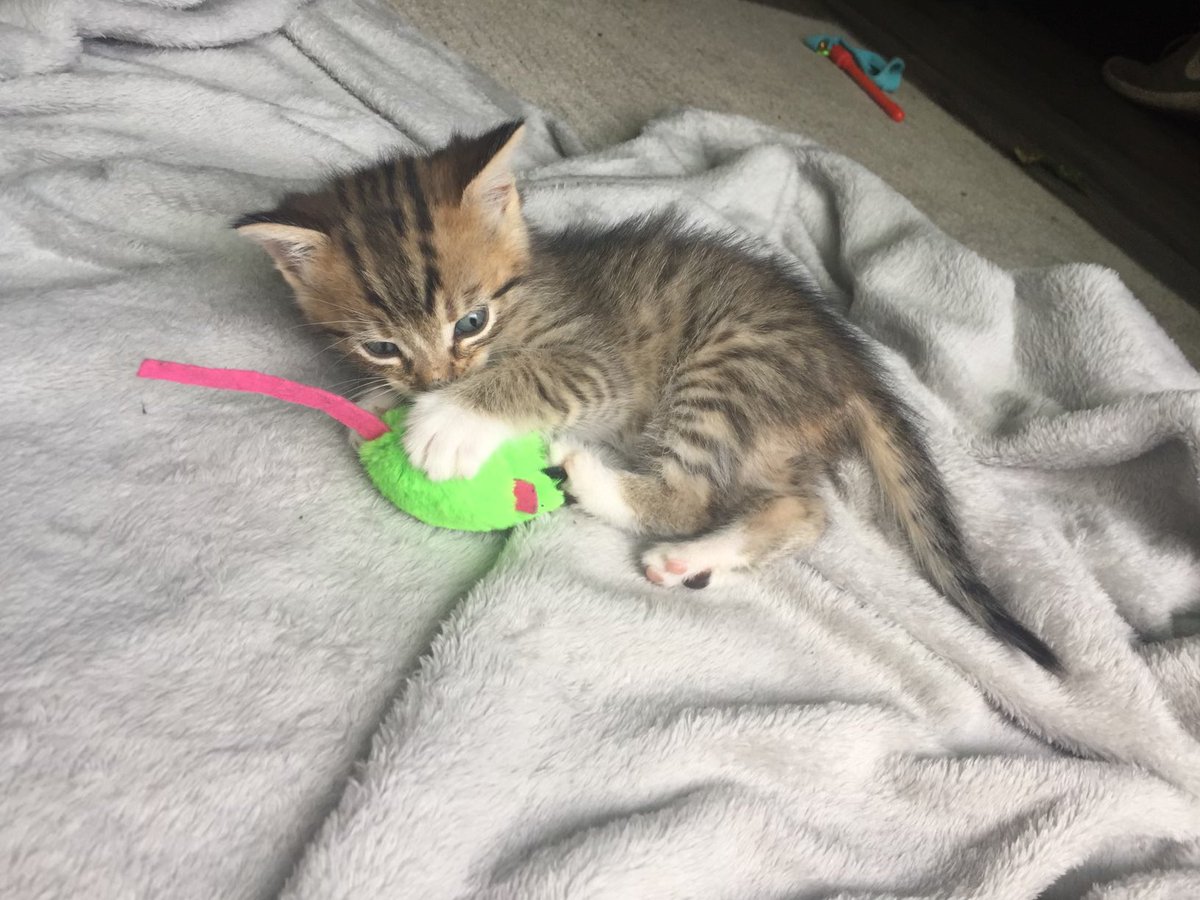 Zhop5's tweet photo. Happy 5th birthday to my eldest son #Leo 🦁 He was so young when we got him, he had to feed him with a bottle. Who we got him from assumed he was the runt of the litter and he’s grown into this HUGE lion/cat! Love this little dude! #Lebone https://t.co/jR1OL45EHe