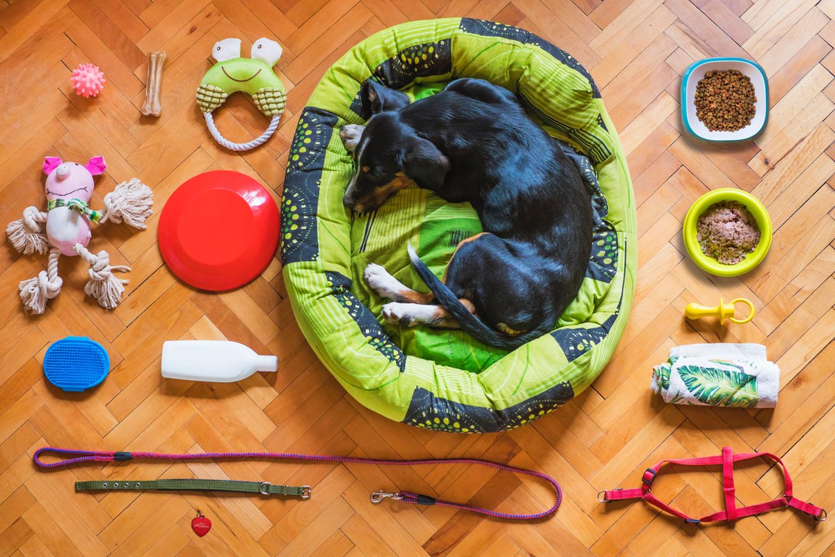 ServiceDog's tweet photo. Introducing new gear to your Service Dog can be stressful for both you and your dog, but it really doesn’t have to be. Here are 10 tips that will help make the process easier – on both of you. https://t.co/p6EV55J6ZL #servicedogs #DogsofTwittter https://t.co/VAU71qShSq