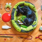 Photo by Service Dog Standards (@ServiceDog)