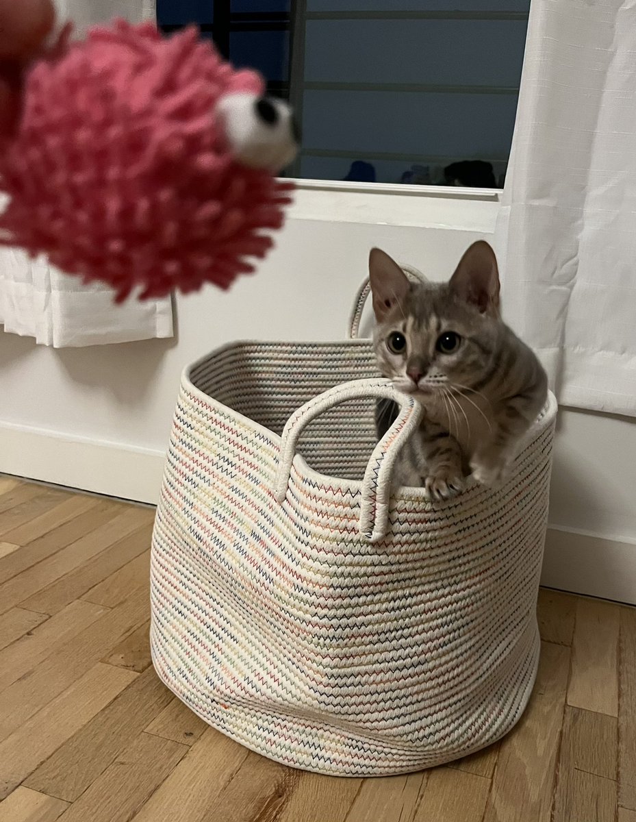 chris xu tweet media