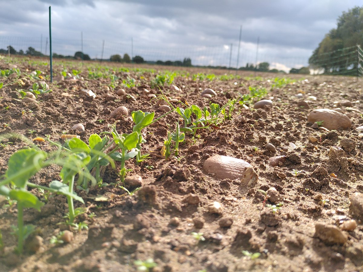 Dr Rebecca Bragg (@beccaabragg) on Twitter photo It's #PlantHealthWeek 🌱 During the week, <a href="/WarwickCrop/">Warwick Crop Centre</a> will be showcasing how their research helps to protect the plants we eat from pests and pathogens 🐛🥕 🪲🥦 🍄🦠
I've written a little something about my work on the Bean Seed Fly 🪰 #IPM
warwick.ac.uk/fac/sci/lifesc… It's #PlantHealthWeek 🌱 During the week, <a href="/WarwickCrop/">Warwick Crop Centre</a> will be showcasing how their research helps to protect the plants we eat from pests and pathogens 🐛🥕 🪲🥦 🍄🦠
I've written a little something about my work on the Bean Seed Fly 🪰 #IPM
warwick.ac.uk/fac/sci/lifesc…
