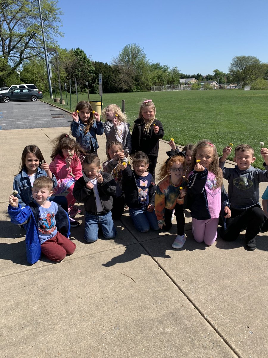 MrsKCage's tweet photo. We went outdoors to read The Dandelion Seed...we learned that dandelion is food for animals and also, it helps the bees! We were happy to pick and spread more seeds!(weeds) 😁 https://t.co/g4KIKr6ov5
