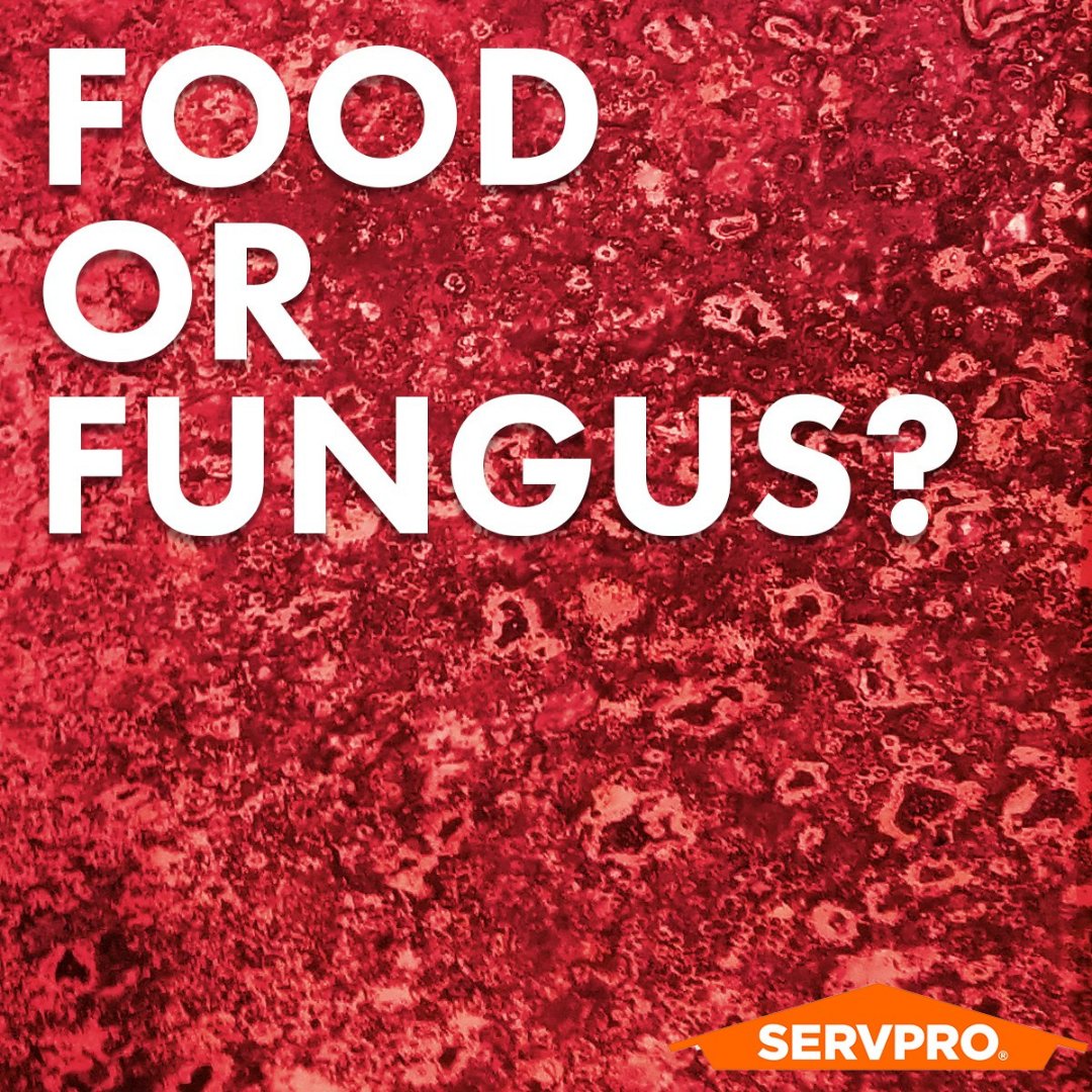 Food 🍽 or fungus 🤮?