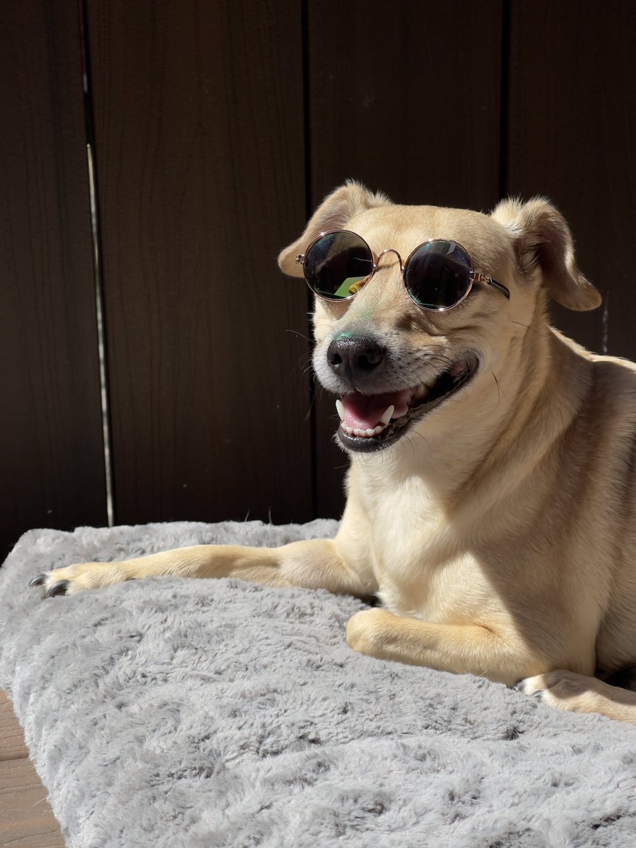 Pruznick's tweet photo. @RoFlo I agree on dogs with sunglasses https://t.co/gyQ7eQDNPv