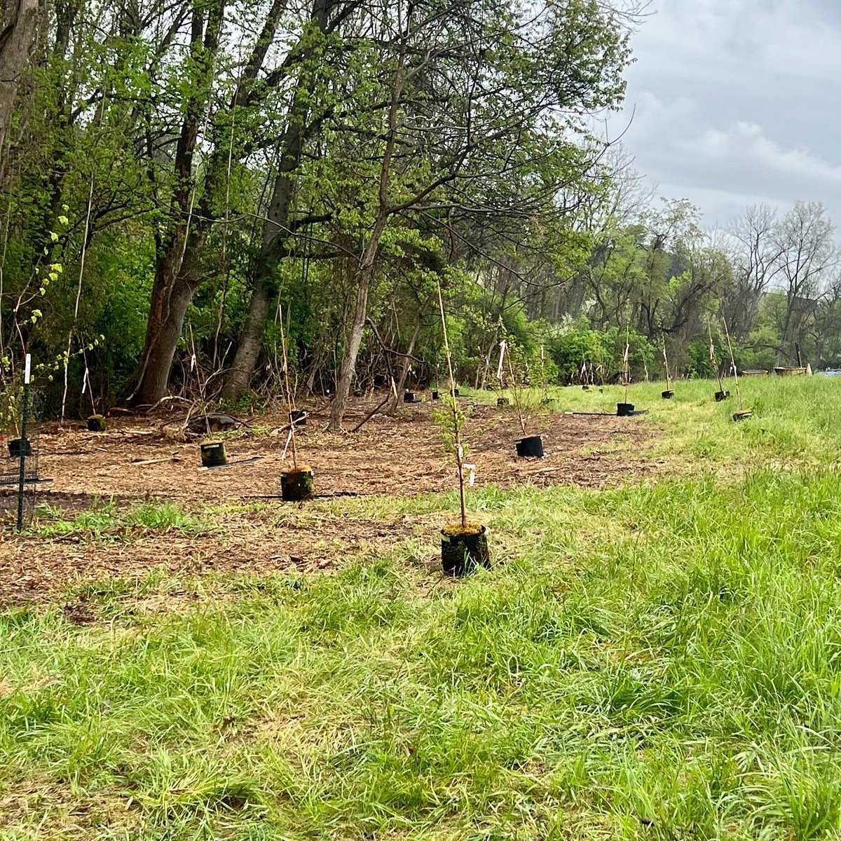 CRCWatersheds's tweet photo. Friday’s tree planting at @willistowntwp Okehocking Preserve was rainy but successful! W corporate groups: DePuy, LaFrance Corp, &amp; Sensus, &amp; @WillistownTwp volunteers we planted 100 trees!! Thank you to everyone who came out in the pouring rain to make this a successful planting! https://t.co/lOJNYjfKcO