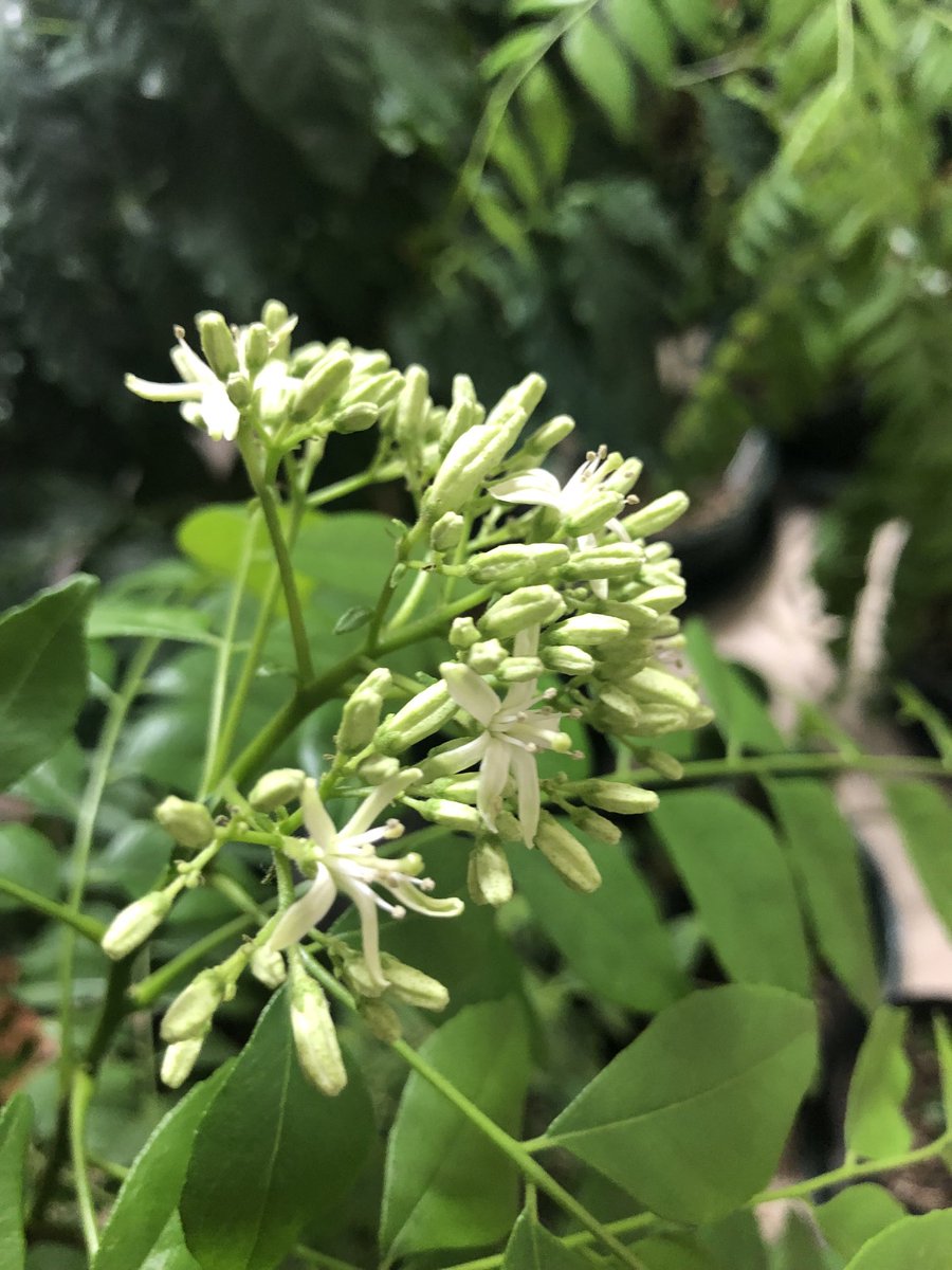 カレーの木？カレーリーフのお花が咲きました🤗こっからどうするんだろ…💦(笑) とりあえず、可愛い❤️